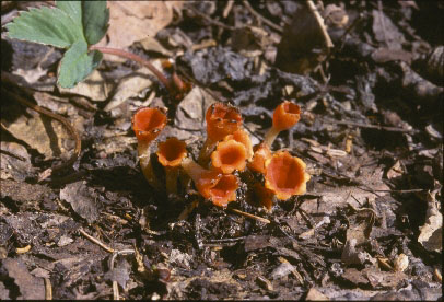 Picture of Sarcoscypha hiemalis