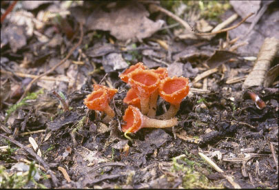 Picture of Sarcoscypha hiemalis