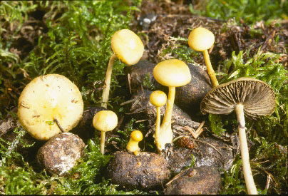 Picture of Stropharia semiglobata