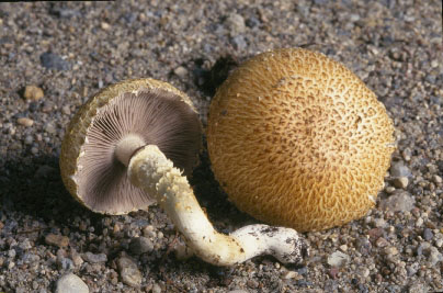 Picture of Stropharia kauffmanii