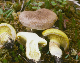 Picture of Suillus cavipes