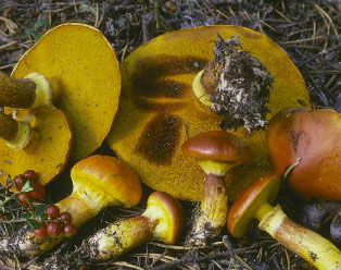 Picture of Suillus grevillei