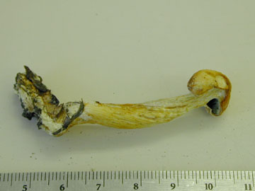 Picture of Stropharia squamosa