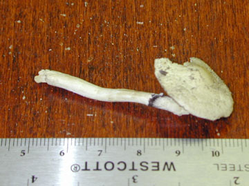 Picture of Stropharia cyanea