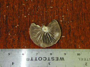 Picture of Stropharia cyanea