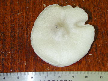 Picture of Stropharia rugosoannulata