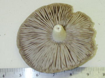 Picture of Stropharia rugosoannulata