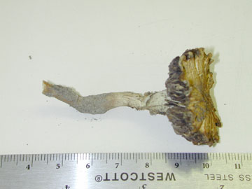 Picture of Stropharia squamosa