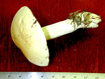 Picture of Tricholoma lascivum