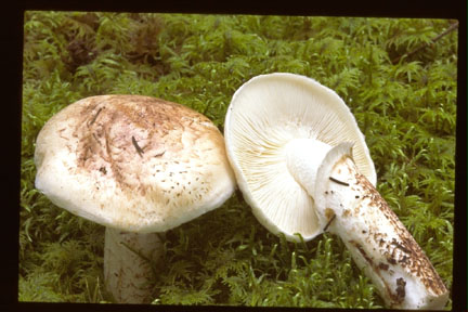 Picture of Tricholoma caligatum