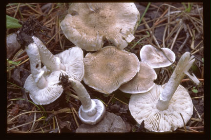 Picture of Tricholoma cingulatum