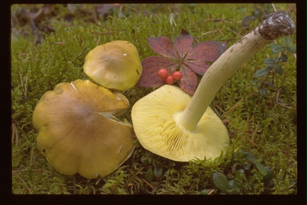 Picture of Tricholoma flavovirens