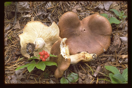 Picture of Tricholoma imbricatum