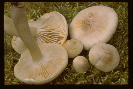 Picture of Tricholoma inamoenum