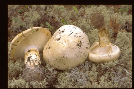 Picture of Tricholoma magnivelare