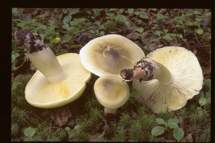 picture of Tricholoma saponaceum