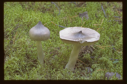 Picture of Tricholoma virgatum