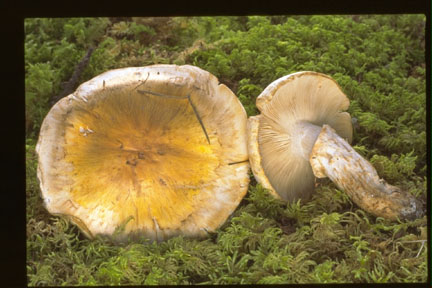 Picture of Tricholoma zelleri