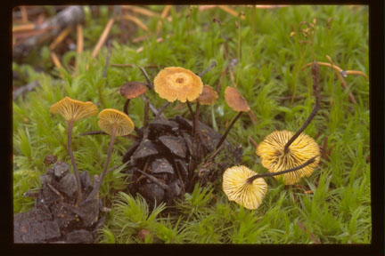 Picture of Xeromphalina fraxinophila