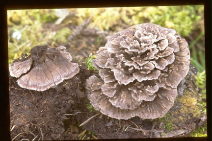 Picture of Thelephora terrestris