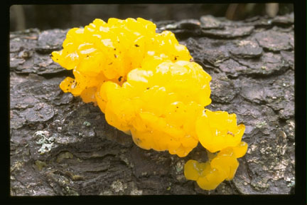 Picture of Tremella mesenterica