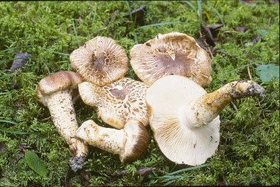 Picture of Tricholoma caligatum