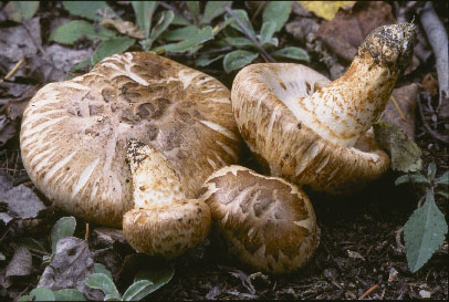 Picture of Tricholoma zelleri