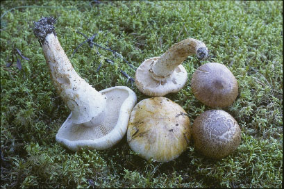 Picture of Tricholoma zelleri