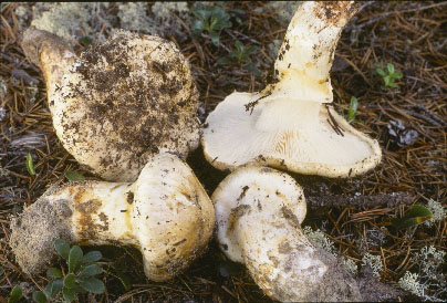 Picture of Tricholoma magnivelare