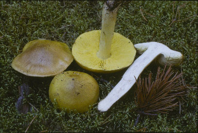 Picture of Tricholoma flavovirens