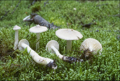 Picture of Tricholoma inamoenum