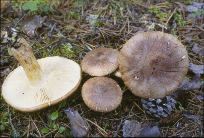 Picture of Tricholoma imbricatum