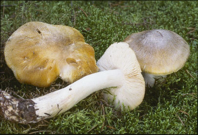 Picture of Tricholoma leucophyllum