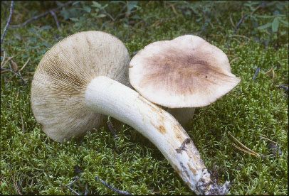 Picture of Tricholoma pessunclatum