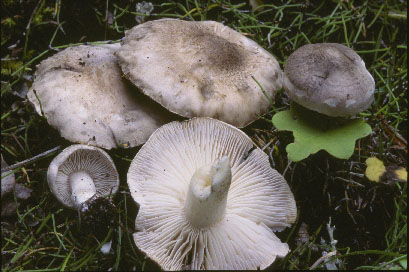 Picture of Tricholoma terreum