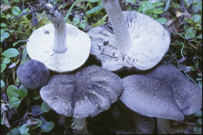 Picture of Tricholoma terreum