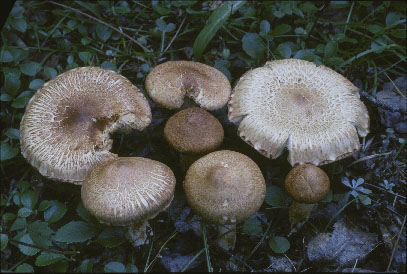 picture of Tricholoma vaccinum