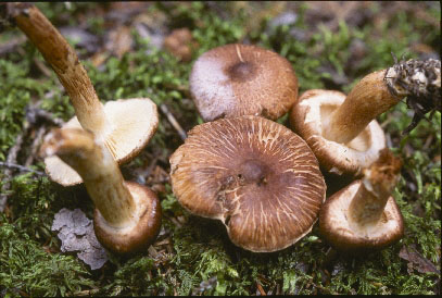 Picture of Tricholoma vaccinum