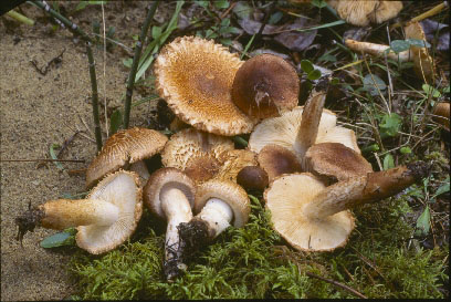 Picture of Tricholoma vaccinum