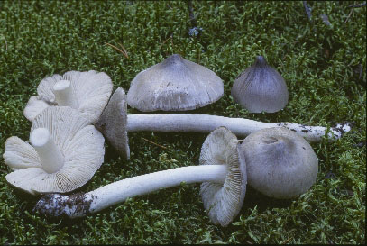 Picture of Tricholoma virgatum