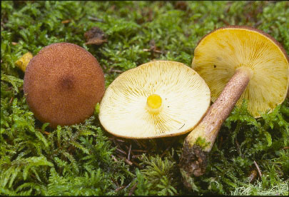 Picture of Tricholomopsis rutilans