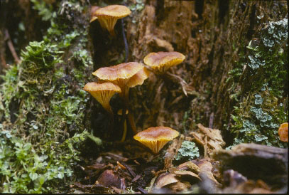 Picture of Xeromphalina campanella