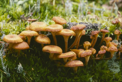 Picture of Xeromphalina campanella