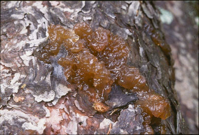 Picture of Tremella foliacea