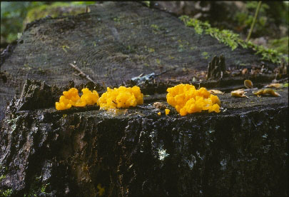 Picture of Tremella mesenterica