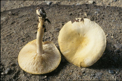 picture of Tricholoma sulphureum