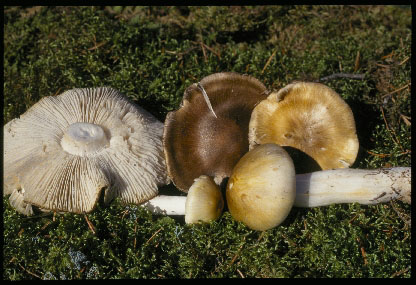 Picture of Tricholoma leucophyllum