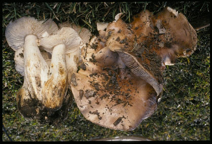 Picture of Tricholoma populinum