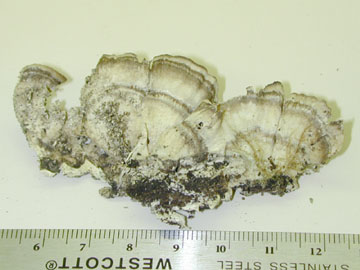 Picture of Trametes versicolour