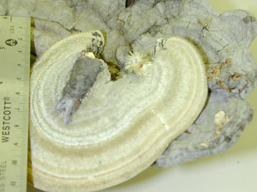 Picture of Trametes pubescens